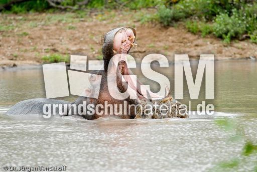 Flusspferd (81 von 104).jpg